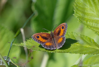 GATEKEEPER (Pyronia tithonus)